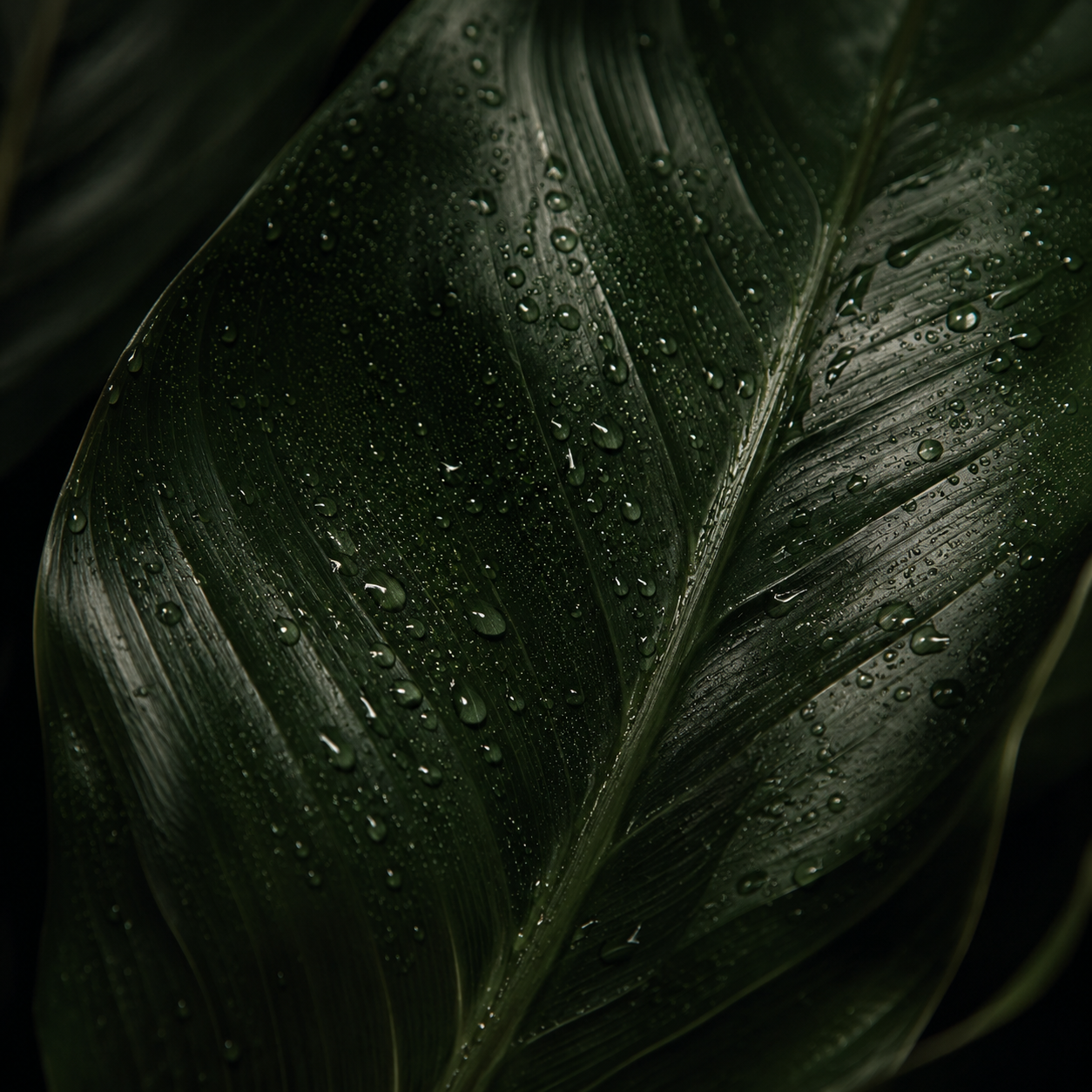 Leaf with dew